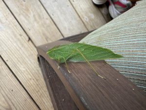 Green katydid on a chair armrest