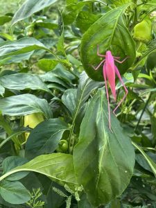A pink katydid on green foliage.