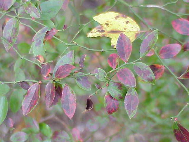 Improve Butterfly Habitat with Trees
