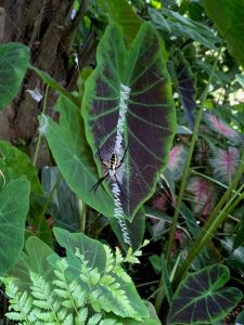 Yellow and black garden spider in a web. 