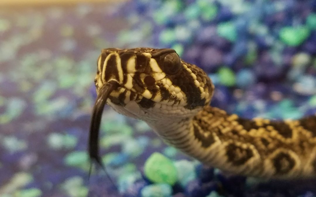 Snakes of the Panhandle