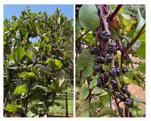 green vine with purple fruit.