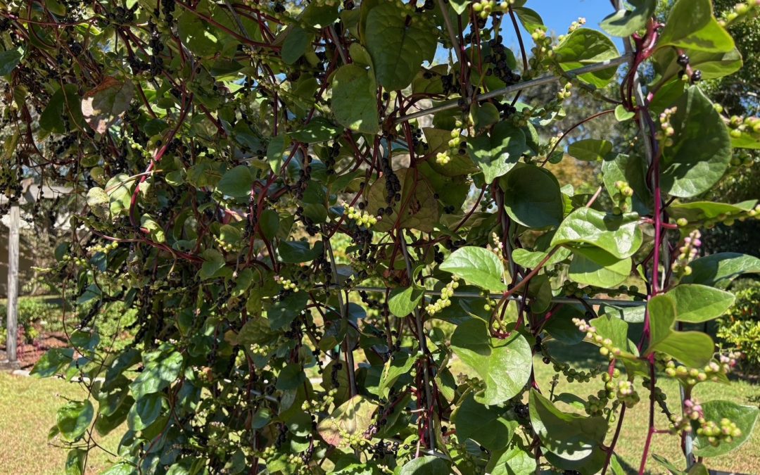 Saving Malabar Spinach Seeds