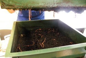 Open vermicompost bin showing red worms in dark, moist compost.