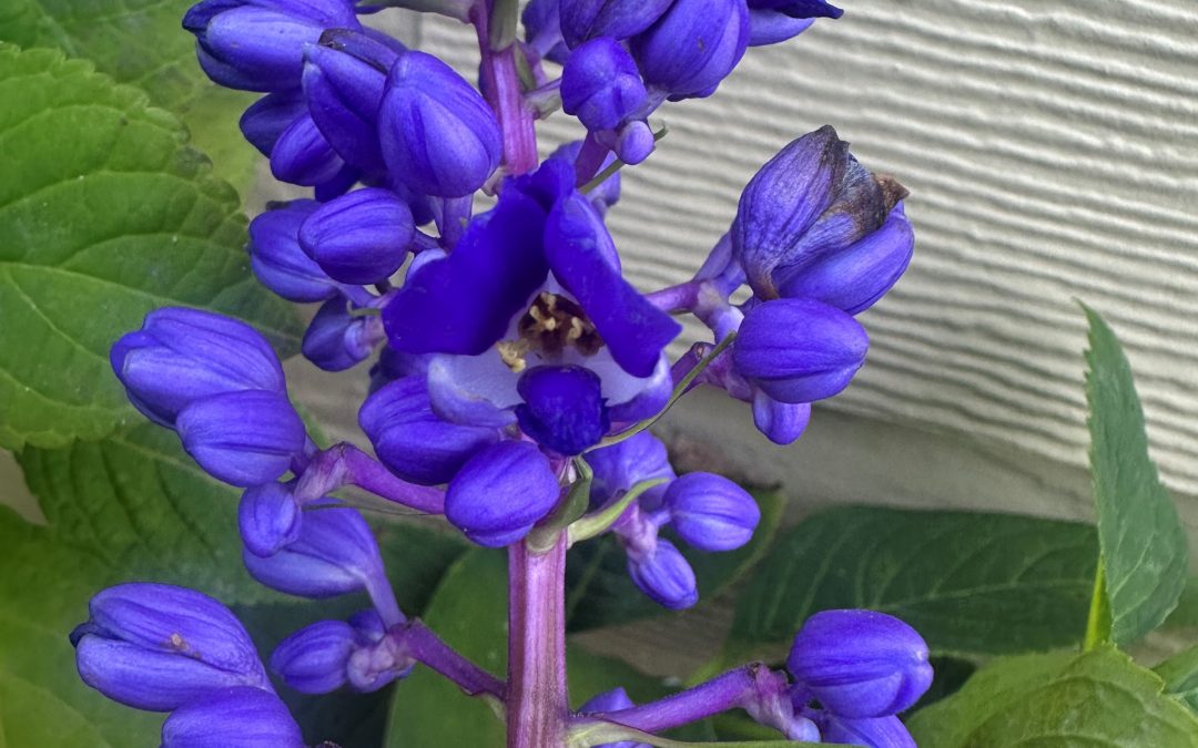 Feeling Blue (Ginger) This Fall