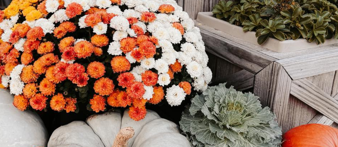 Autumn Spotlight: The Mum