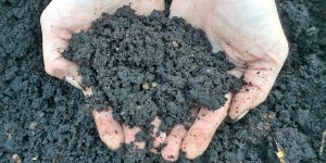 Hands holding dark, crumbly vermicompost.