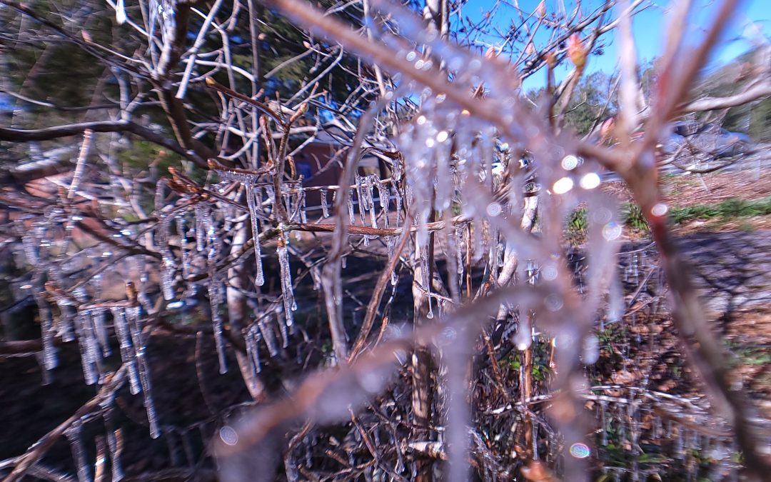 Cold Protection for North Florida