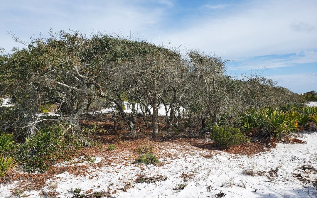 Quercus Geminata, the Sand Live Oak