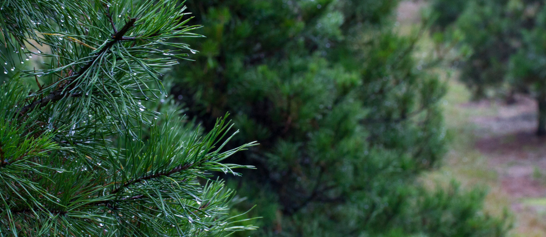 Deck the Halls: Repurposing Yard-Waste for Holiday Decor