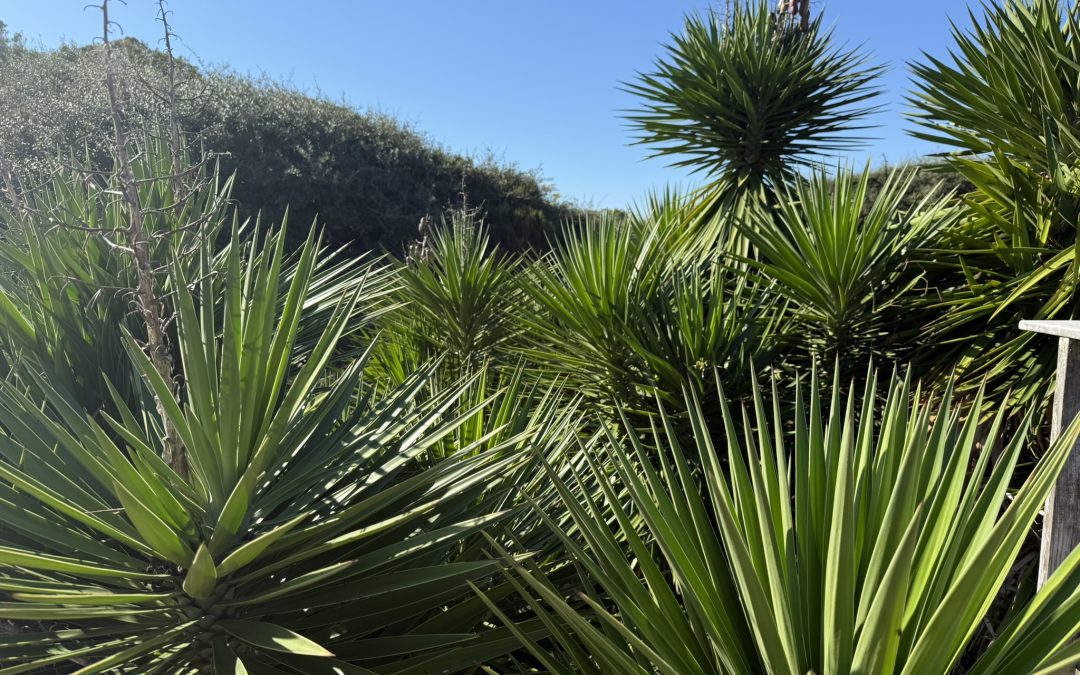 Yucca–A Tough and Versatile Native Plant