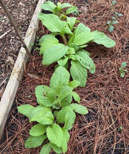 Young borage plants growing in a mulched garden bed.