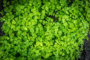 Top-down view of a dense patch of bright green chervil with finely divided, fern-like leaves growing in garden soil.