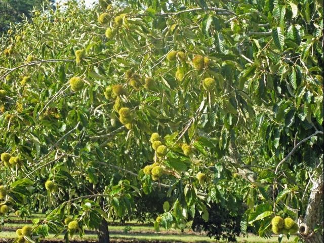 Consider Chestnuts for Your Landscape
