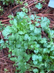 Cilantro plant with divided green leaves growing in a mulched winter garden.