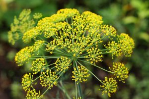 Close-up of dill’s yellow umbrella-shaped flower clusters.