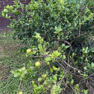 Key Lime fruit at various degrees of ripeness.