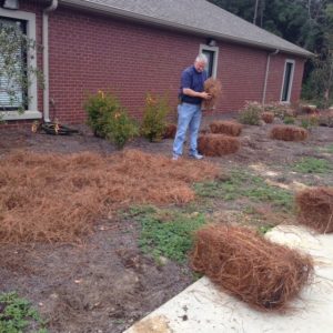 Pine straw being spread as mulch in plant bed