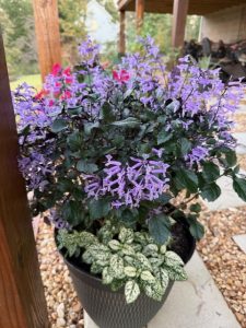 Container plant with purple flowers.