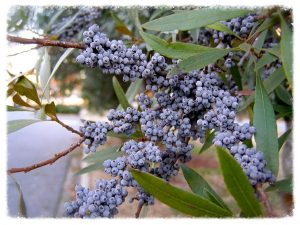small blue-gray berries on a shrub