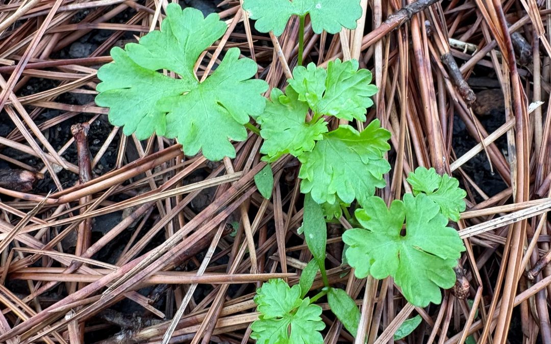 Cool Season Annual Herbs to Plant in December