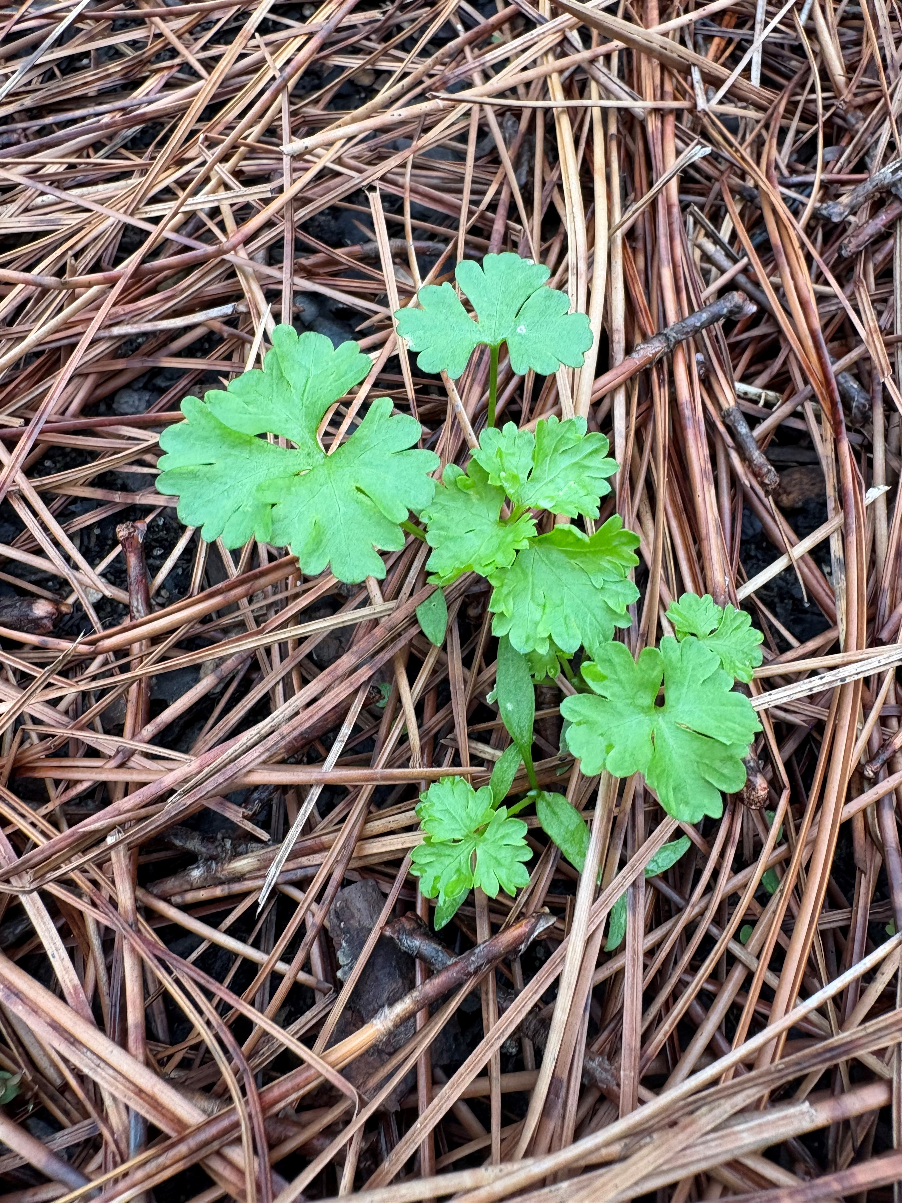 Small parsley seedling emerging through pine straw mulch.