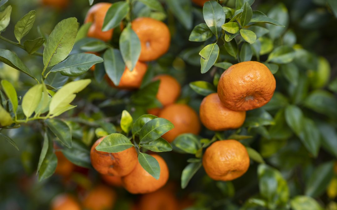 When to Worry About Your Citrus During Cold Weather