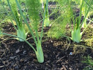 Bulb fennel plants growing in a mulched garden bed.