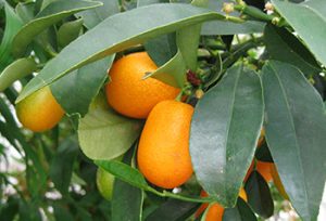 Kumquats growing on a tree