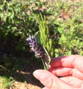 Hand holding a small bundle of herbs, including a purple Spanish lavender flower and green rosemary sprigs, with a garden bed in the background.