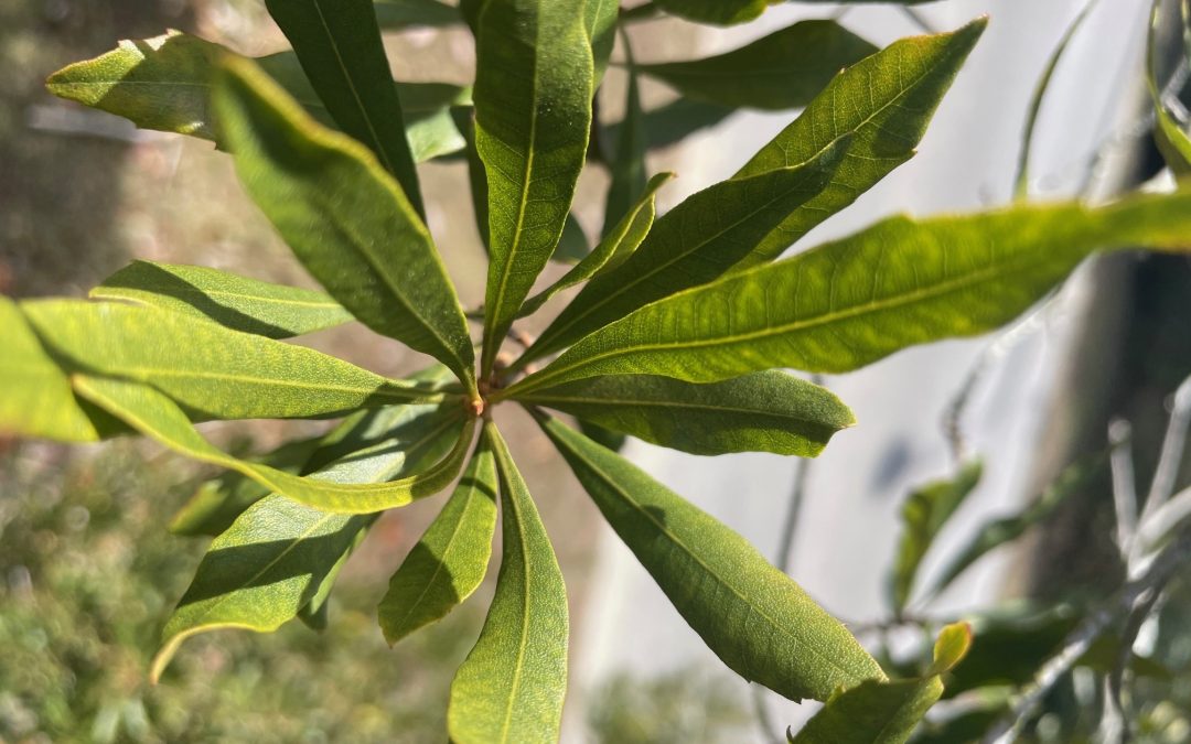 Wax Myrtle–a Native Evergreen