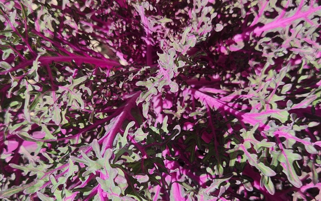 To Eat or Not to Eat Fall Colors with Ornamental Kale