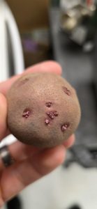 Sprout beginning from potato eye