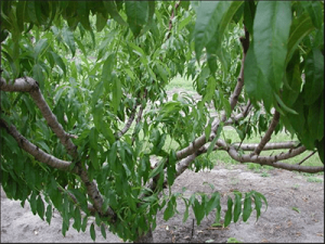 A peach tree pruned with an open center.