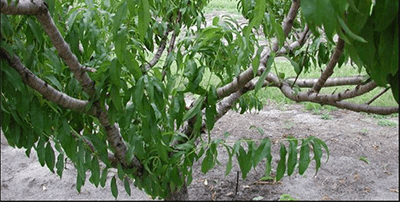 Pruning Peach and Plum Trees