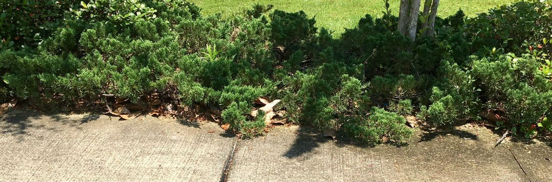 Pruning Overgrown Shrubs