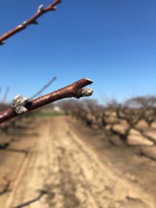 Heading cut made to an outward growing bud to promote growth and direction.