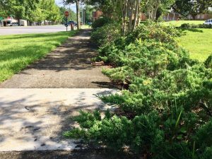 Junipers growing over sidewalk should be replaced with plants that don't grow as wide. 
