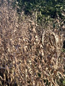 Indian wood oats with tan seed heads and dried foliage in winter light.