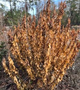 Jatropha integerrima shrub with upright stems and brown leaves following a freeze.
