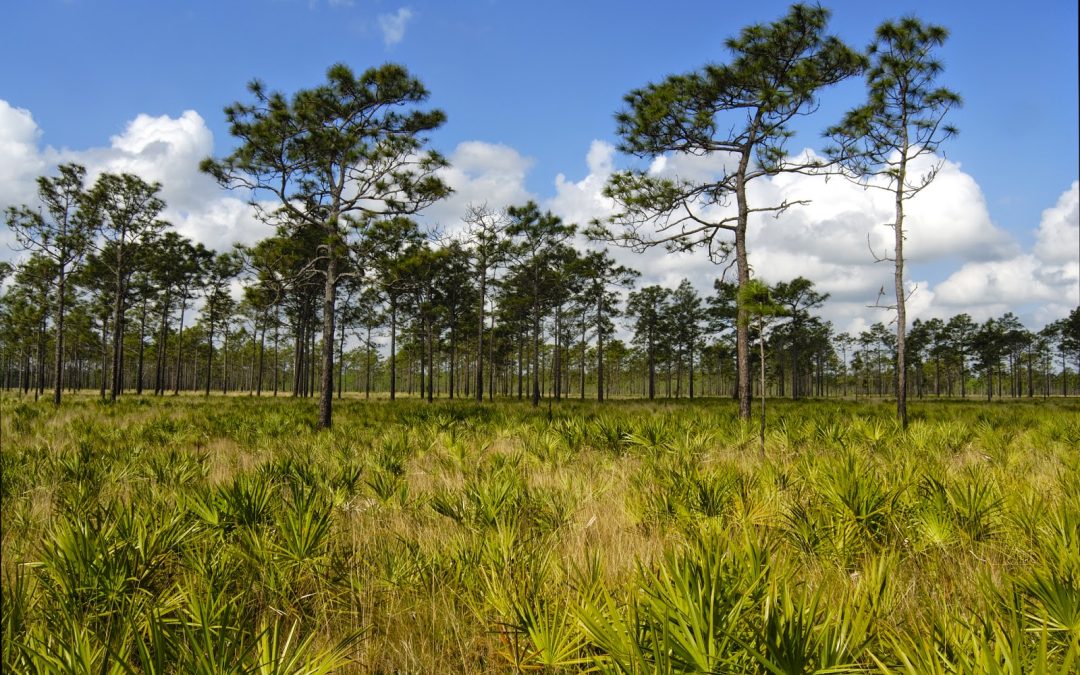 Locally Abundant, Globally Special