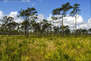Open pine woods with saw palmettos.
