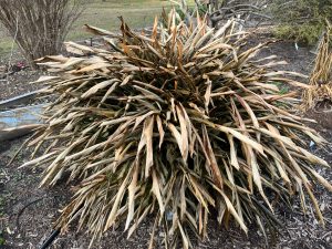 Ornamental ginger with flattened, brown leaves forming a mound in winter.