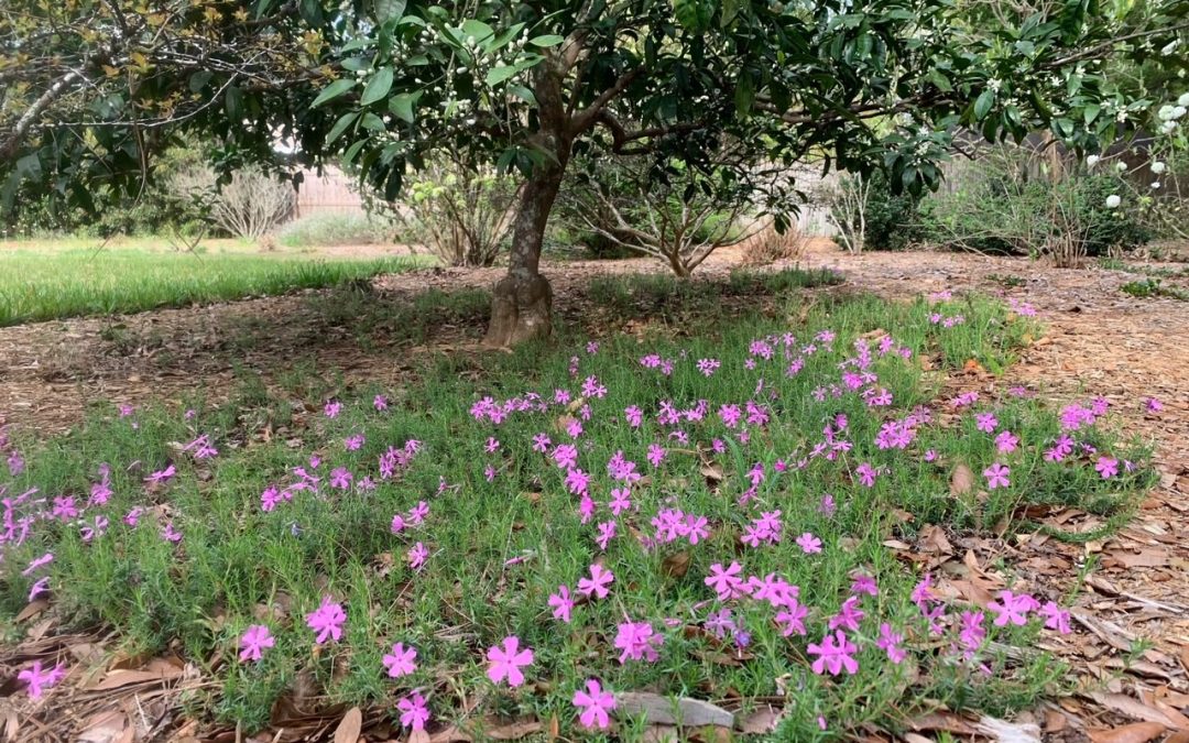 A Plant From My Past