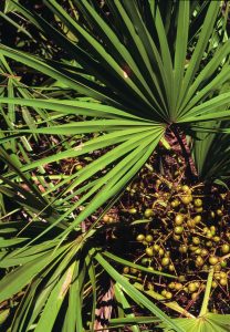 Leaves and young fruits of saw palmetto