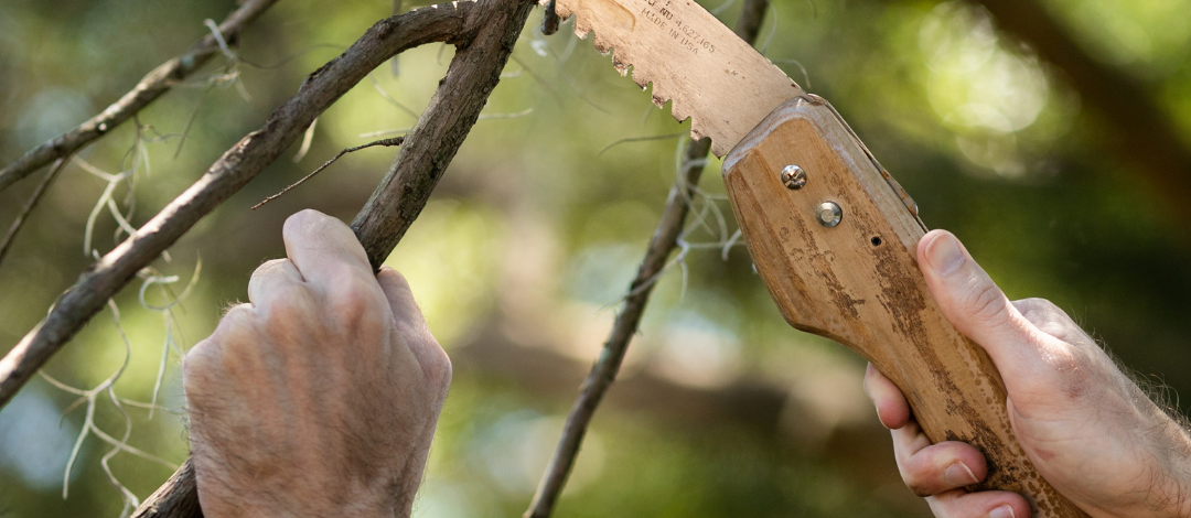 Winter Pruning in North Florida: What to Cut and What to Leave Alone