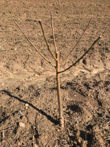 Heading cut made on a recently planted whip, selecting five scaffolds and stopping terminal growth.