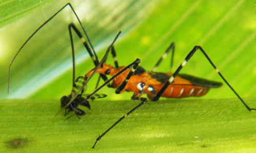 The Assassin Bug–A Beneficial Garden Visitor