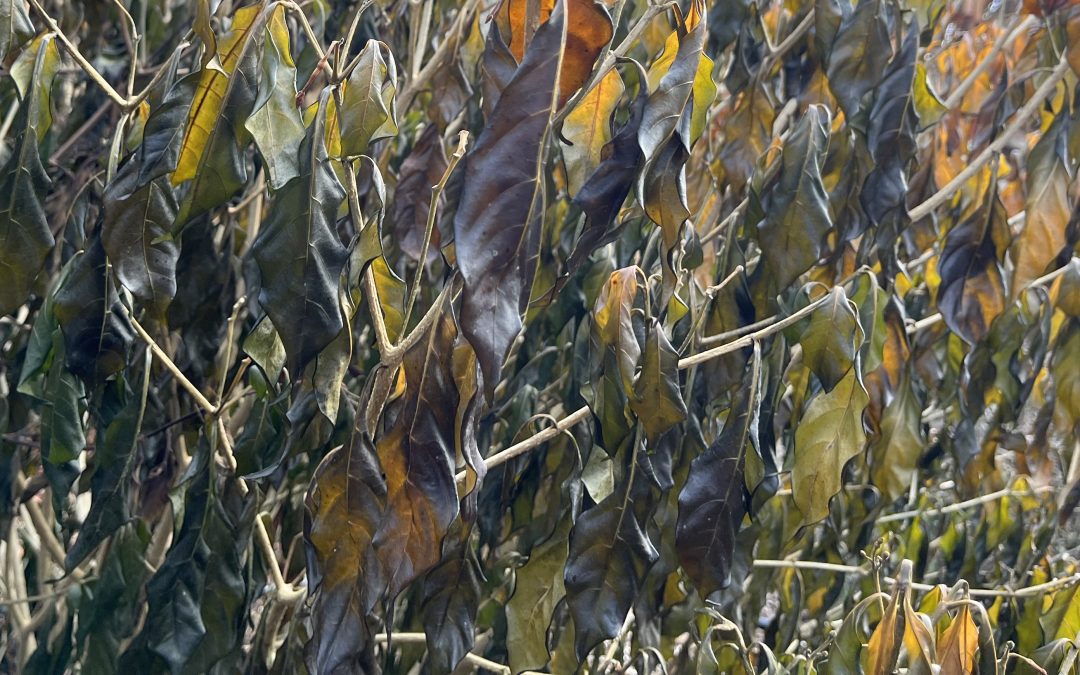 Brown Is a Color Too