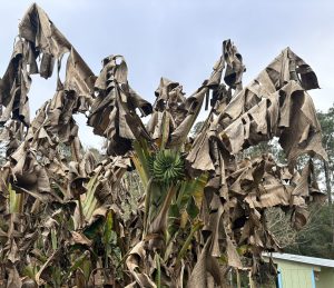Freeze-damaged banana plant with brown, drooping leaves surrounding a green stem and fruit.